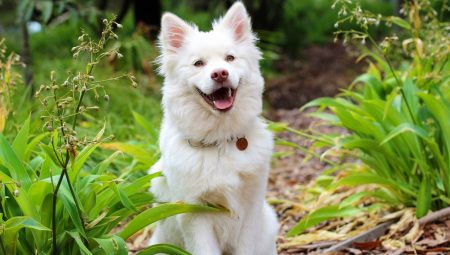 Kuzu etli pirinçli köpek maması
