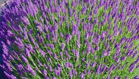 Trakya Lavanta Tarlası Yatırımları
